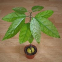 Растение "Авокадо"
