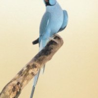 Птица "Родригесский ожереловый попугай"