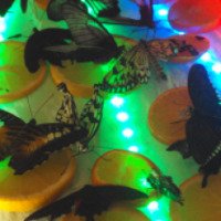 Выставка живых тропических бабочек (Россия, Мичуринск)