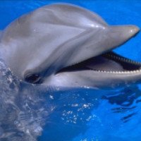 Дубайский дельфинарий 