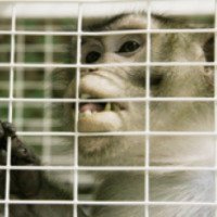 Выставка-зоопарк "Парад обезьян" (Россия, Ростов-на-Дону)