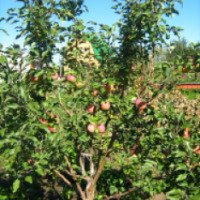 Растение садовое яблоня "Беркутовское"