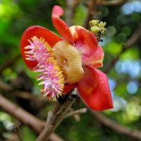 Ботанический сад Мон Флери (Сейшельские острова, о. Маэ)