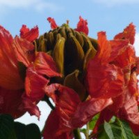 Африканское тюльпановое дерево Спадтотея