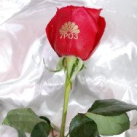 Доставка цветов "7 роз" 