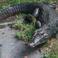 Крокодиловая ферма Everglades Alligator Farm 