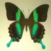 Выставка планшетов с экзотическими бабочками (Россия, Пермь)