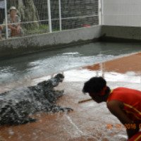 Шоу крокодилов (Вьетнам, Нячанг)