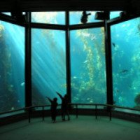 Аквариум "Monterey Bay Aquarium" (США, Монтерей)