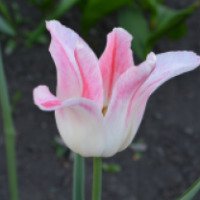 Луковицы тюльпана Русский огород "Холланд Шик"