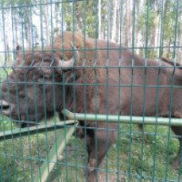 Лесной зоопарк Березинского биосферного заповедника (Беларусь, Витебская область)