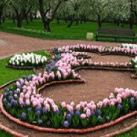 Весенний цветок открытого грунта "Гиацинт"