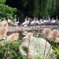 Птичий парк "Вальсроде" (Германия, Вальсроде)