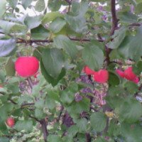 Яблоня садовая сорт "Ранетка"