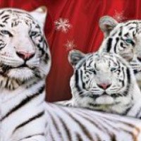 Цирковое шоу "Тайны белоснежных тигров" (Россия, Дзержинск)