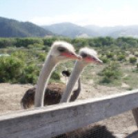 Экскурсия на страусиную ферму "OstrichLand USA" 