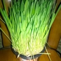 Трава для кошек в лотке Травинка витаминка