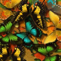 Выставка бабочек в музее им. Врубеля (Россия, Омск)