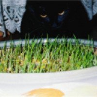 Трава для котов Лори