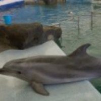 Московский передвижной дельфинарий (Россия, Новосибирск)