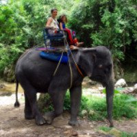 Экскурсия катание на слонах (Тайланд, о.Самуи)