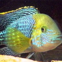 Аквариумная рыбка Цихлид "Акара бирюзовая"