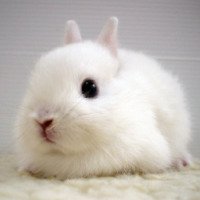Кролик карликовый гладкошерстный