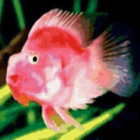 Аквариумная рыбка Розовый попугай