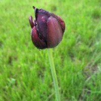 Луковицы тюльпанов Светозар-Агро