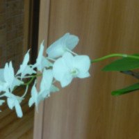 Растение Орхидея Дендробиум Фаленопсис