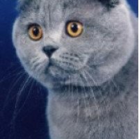 Порода кошек "Скотиш-фолд"