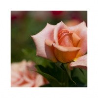Посадочный материал "Все в сад" Роза чайно-гибридная Щечены Иштван