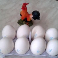 Яйца куриные пищевые "Север"