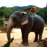 Экскурсия "Прогулка на слонах" (Таиланд, о. Ко Чанг)