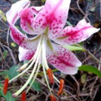 Цветок Лилия Специосум