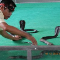 Шоу со змеями (Вьетнам, Нячанг)
