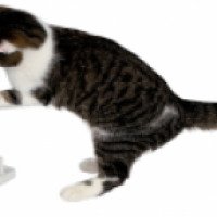 Развивающая игрушка для кошек Trixie Cat Activity Turn Around