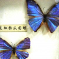 Музей бабочек (Китай, Далянь)