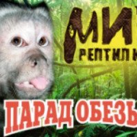 Гигантский пневмошатер выставка "Парад обезьян" (Россия, Рязань)
