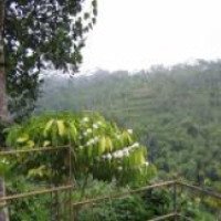 Кофейные плантации (Индонезия, остров Бали)