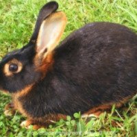 Кролик породы "Черно-бурый"