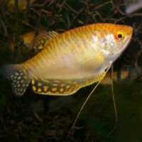 Аквариумная рыбка "Гурами золотой"