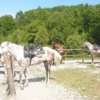 Конные прогулки в селе Прасковеевка 