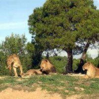 Сафари-парк и зоопарк Reserve Africaine de Sigean (Франция, Сижан)